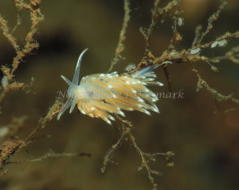 Facelina bostoniensis - Kollund Lillestrand - Foto: Jens Egon Jørgensen