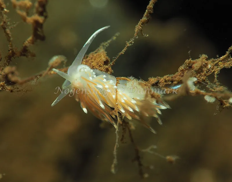 Facelina bostoniensis - Kollund Lillestrand - Foto: Jens Egon Jørgensen