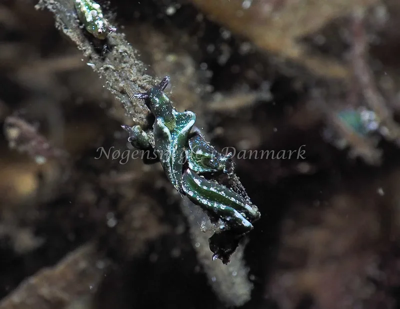 Elysia viridis - Kollund Lillestrand - Foto: Jens Egon Jørgensen