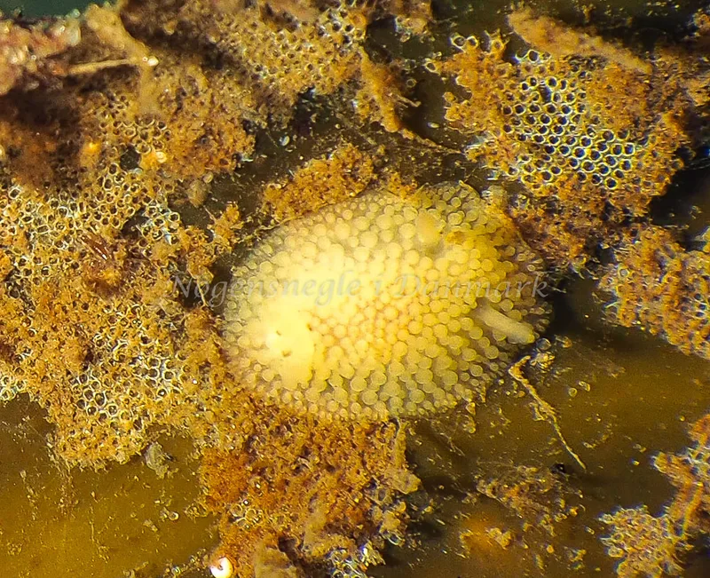 Onchidoris muricata - Lyngsbo Strand - Foto: Jens Egon Jørgensen
