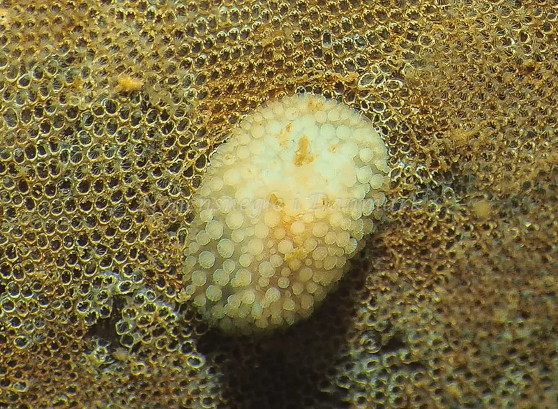 Onchidoris muricata - Lyngsbo Strand - Foto: Jens Egon Jørgensen