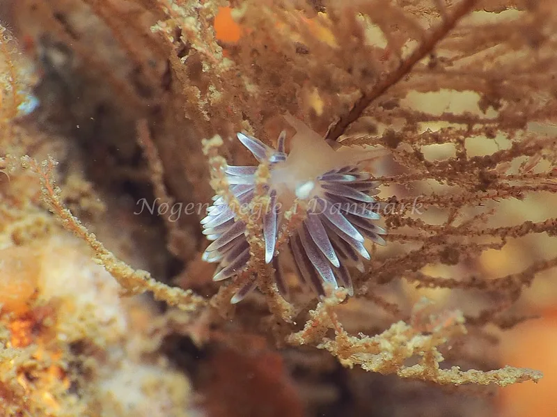 Cuthonella concinna - Lyngsbo Strand - Foto: Jens Egon Jørgensen