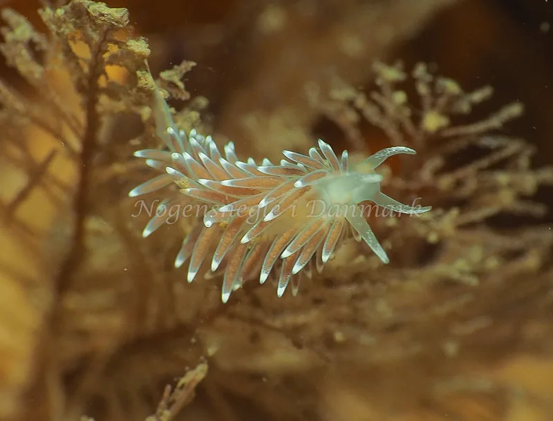 Cuthonella concinna - Lyngsbo Strand - Foto: Jens Egon Jørgensen
