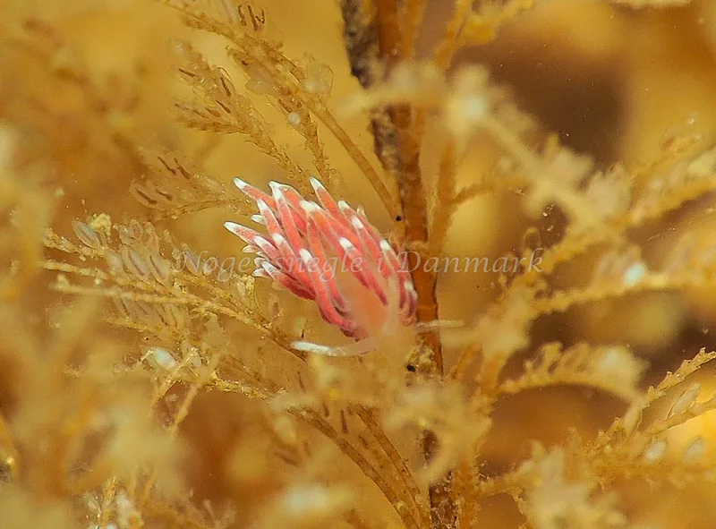 Cuthonella concinna - Lyngsbo Strand - Foto: Jens Egon Jørgensen
