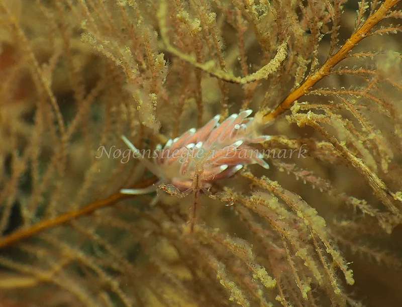 Cuthonella concinna - Lyngsbo Strand - Foto: Jens Egon Jørgensen