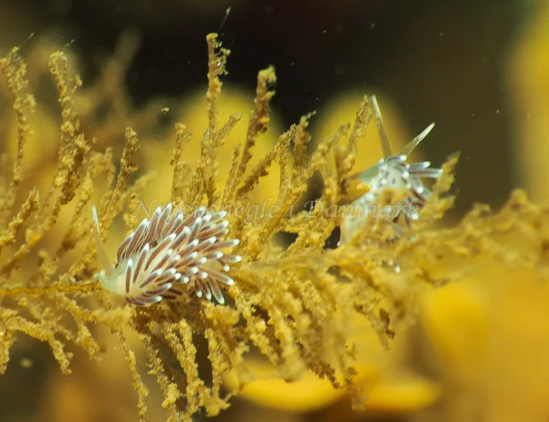 Cuthonella concinna - Lyngsbo Strand - Foto: Jens Egon Jørgensen