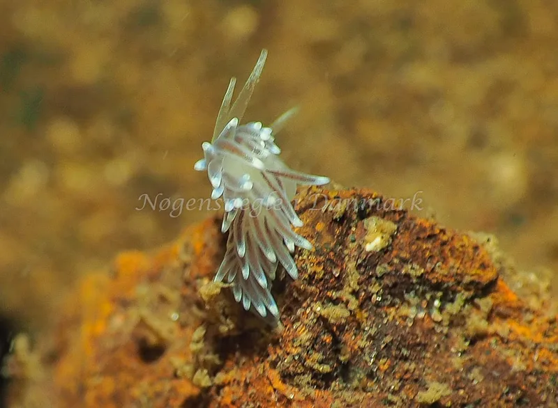Cuthonella concinna - Lyngsbo Strand - Foto: Jens Egon Jørgensen