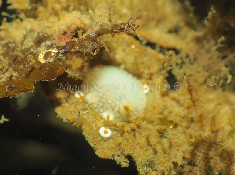 Onchidoris muricata - Lyngsbo Strand - Foto: Jens Egon Jørgensen