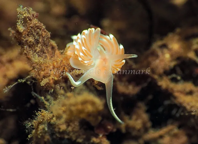 Facelina bostoniensis - Kollund Lillestrand - Foto: Jens Egon Jørgensen