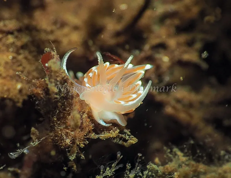 Facelina bostoniensis - Kollund Lillestrand - Foto: Jens Egon Jørgensen