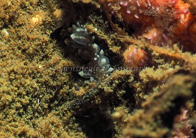 Amphorina viriola - Kollund Lillestrand - Foto: Jens Egon Jørgensen