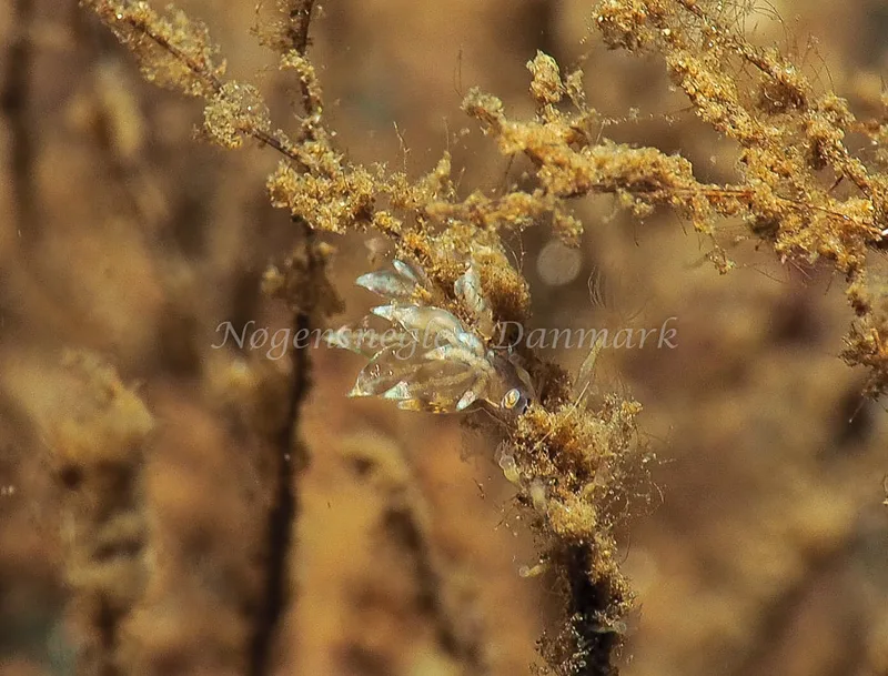 Amphorina viriola - Kollund Lillestrand - Foto: Jens Egon Jørgensen