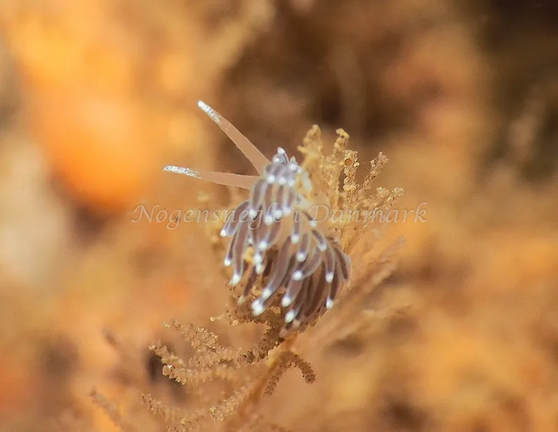 Cuthonella concinna - Ammoniakhavnen - Foto: Jens Egon Jørgensen
