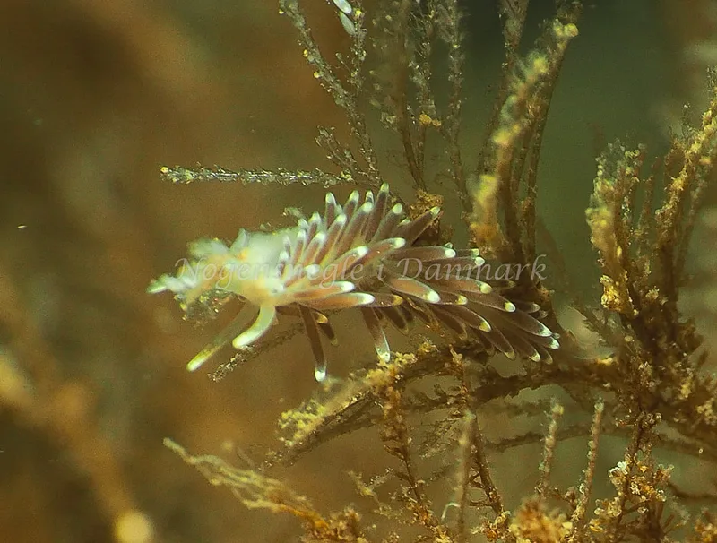 Cuthonella concinna - Ammoniakhavnen - Foto: Jens Egon Jørgensen
