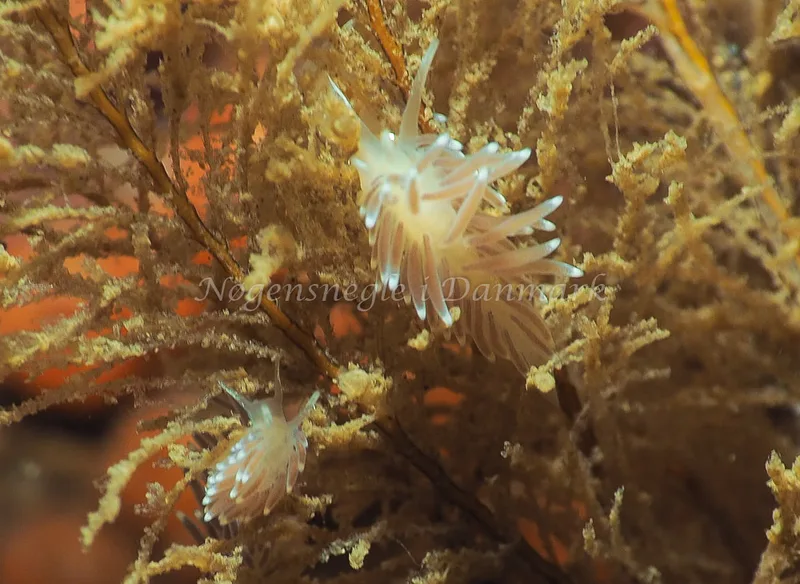 Cuthonella concinna - Ammoniakhavnen - Foto: Jens Egon Jørgensen