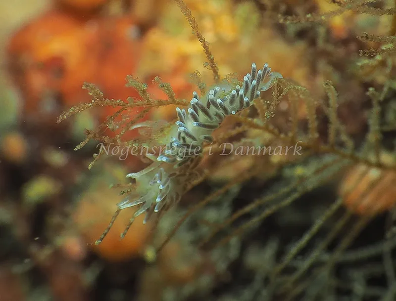 Cuthonella concinna - Ammoniakhavnen - Foto: Jens Egon Jørgensen