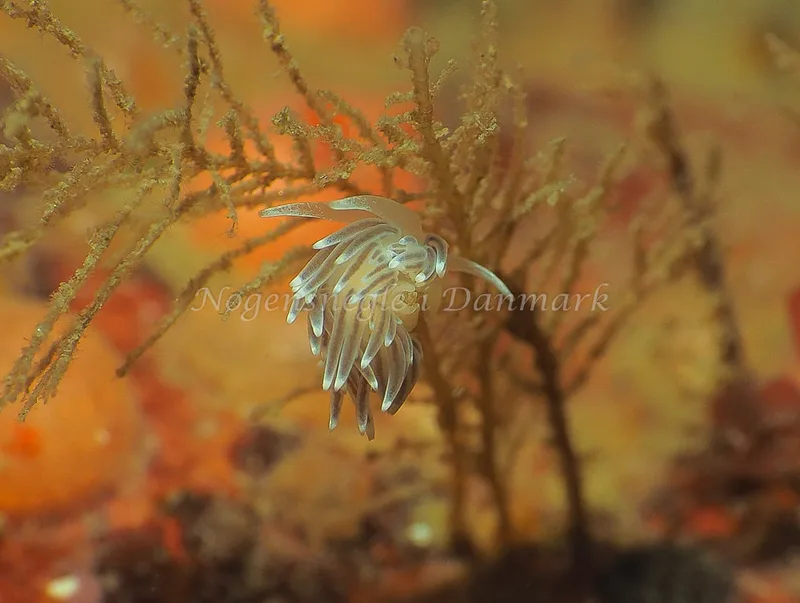 Cuthonella concinna - Ammoniakhavnen - Foto: Jens Egon Jørgensen