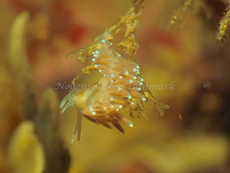 Cuthonella concinna - Ammoniakhavnen - Foto: Jens Egon Jørgensen