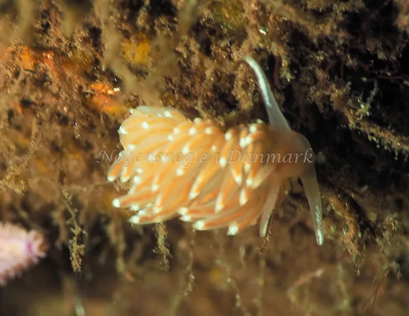 Facelina bostoniensis - Kollund Lillestrand - Foto: Jens Egon Jørgensen
