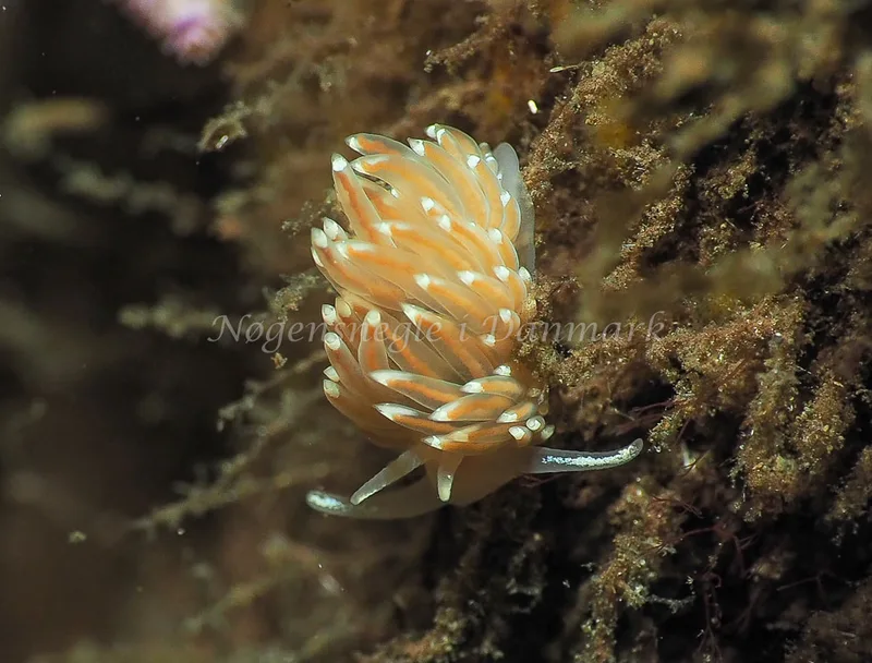 Facelina bostoniensis - Kollund Lillestrand - Foto: Jens Egon Jørgensen
