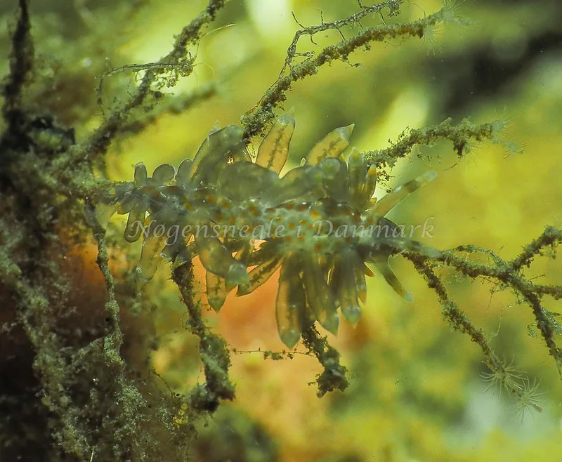 Amphorina viriola - Kollund Lillestrand - Foto: Jens Egon Jørgensen