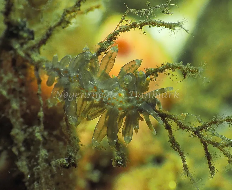Amphorina viriola - Kollund Lillestrand - Foto: Jens Egon Jørgensen