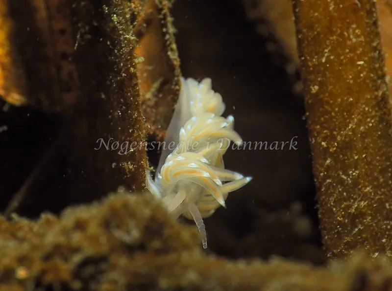 Facelina bostoniensis - Kollund Lillestrand - Foto: Jens Egon Jørgensen