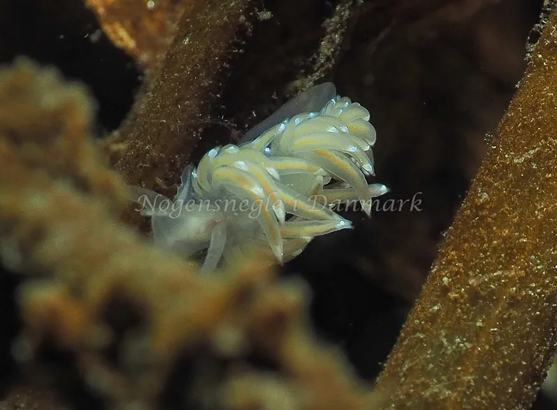 Facelina bostoniensis - Kollund Lillestrand - Foto: Jens Egon Jørgensen