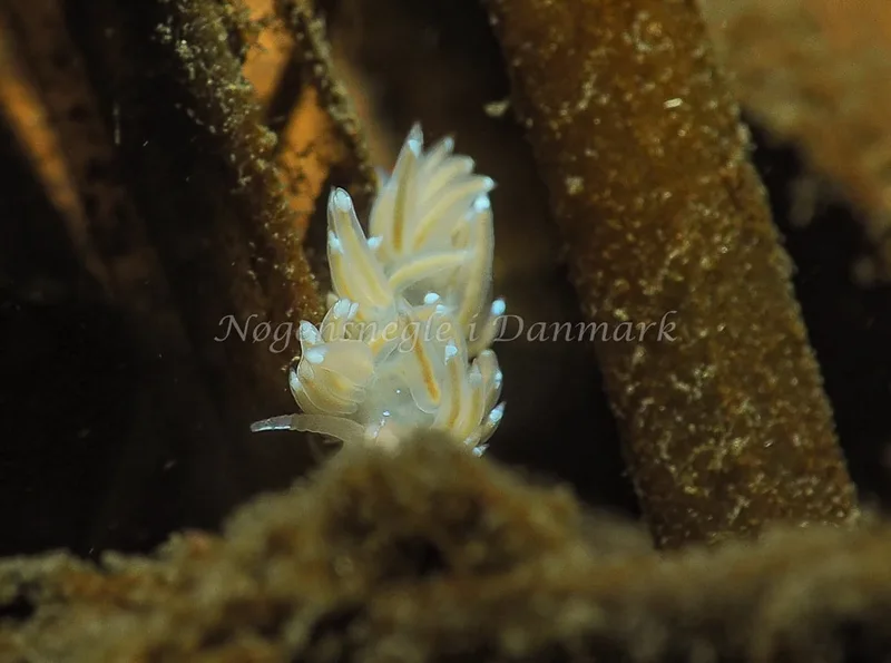 Facelina bostoniensis - Kollund Lillestrand - Foto: Jens Egon Jørgensen