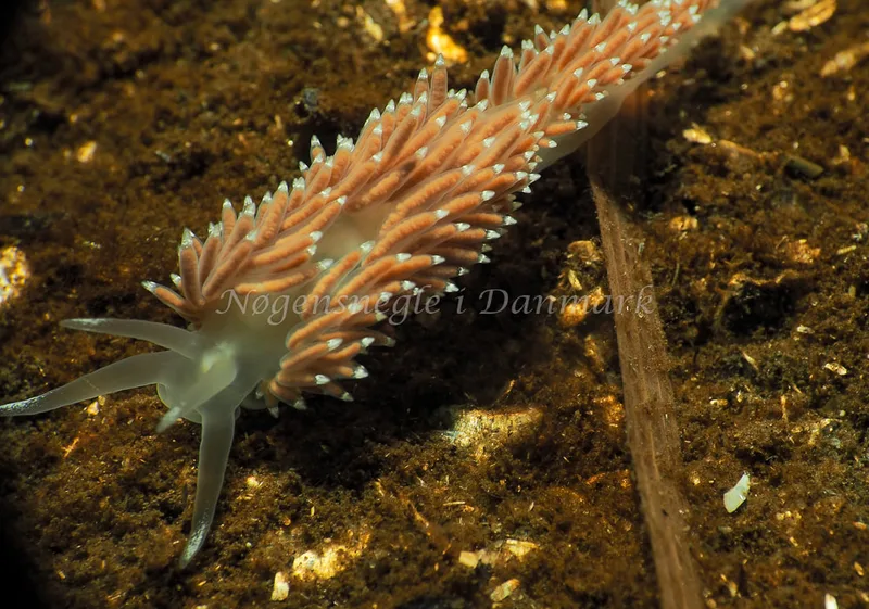 Coryphella verrucosa - Kollund Lillestrand - Foto: Jens Egon Jørgensen