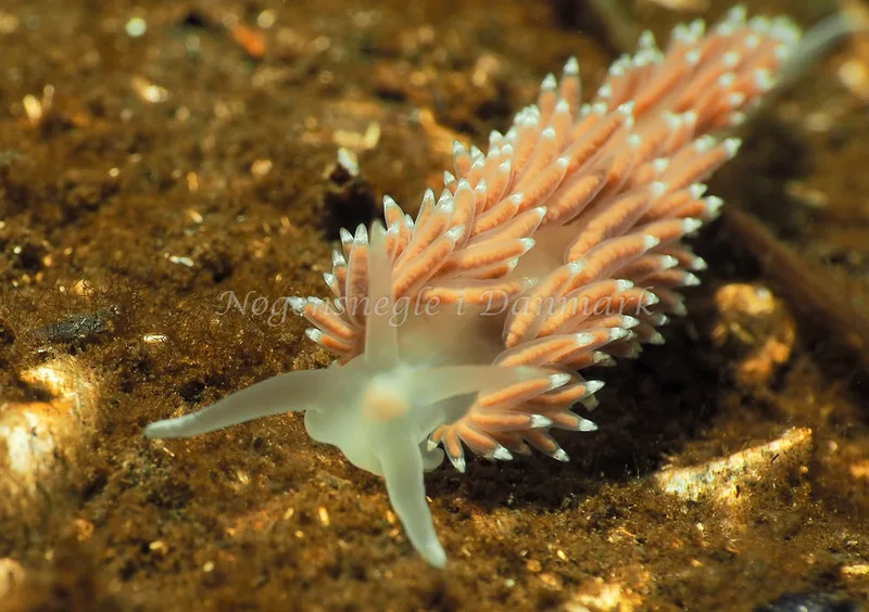 Coryphella verrucosa - Kollund Lillestrand - Foto: Jens Egon Jørgensen