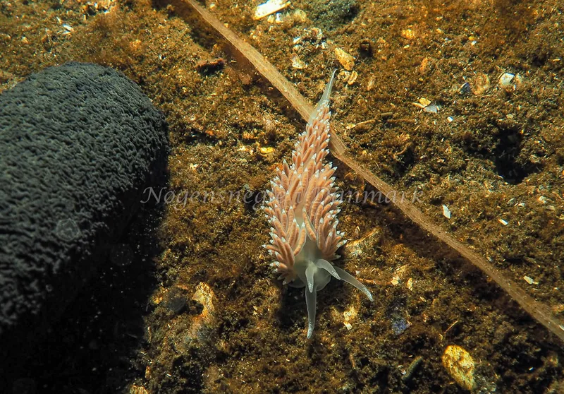 Coryphella verrucosa - Kollund Lillestrand - Foto: Jens Egon Jørgensen
