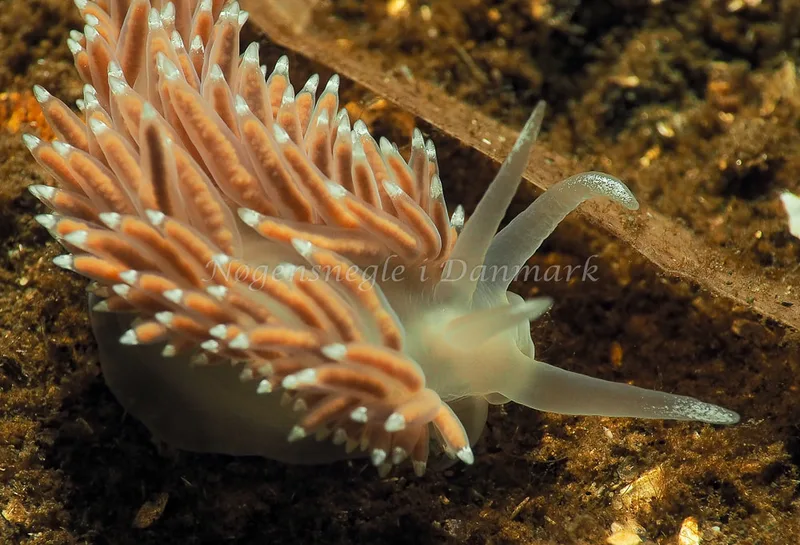 Coryphella verrucosa - Kollund Lillestrand - Foto: Jens Egon Jørgensen
