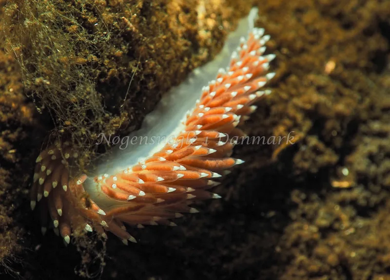 Coryphella verrucosa - Kollund Lillestrand - Foto: Jens Egon Jørgensen