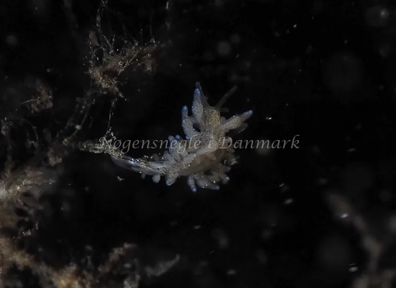 Eubranchus rupium - Kollund Lillestrand - Foto: Jens Egon Jørgensen