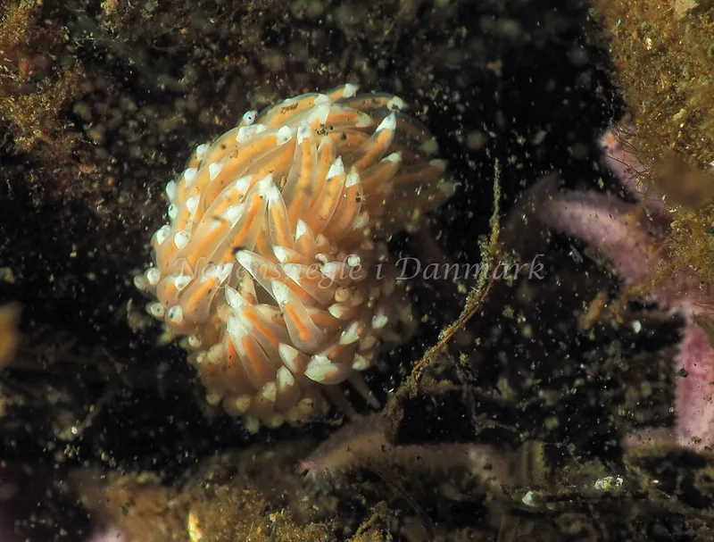 Facelina bostoniensis - Kollund Lillestrand - Foto: Jens Egon Jørgensen