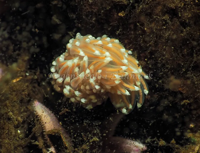 Facelina bostoniensis - Kollund Lillestrand - Foto: Jens Egon Jørgensen