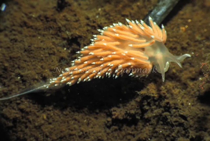 Coryphella verrucosa - Kollund Lillestrand - Foto: Jens Egon Jørgensen