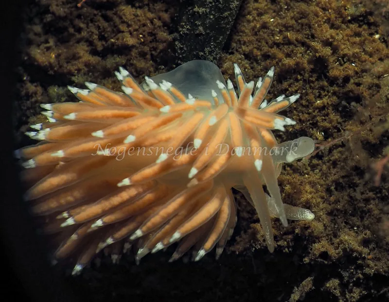 Coryphella verrucosa - Kollund Lillestrand - Foto: Jens Egon Jørgensen