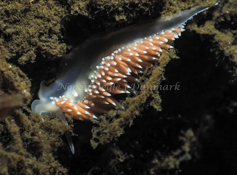 Coryphella verrucosa - Kollund Lillestrand - Foto: Jens Egon Jørgensen