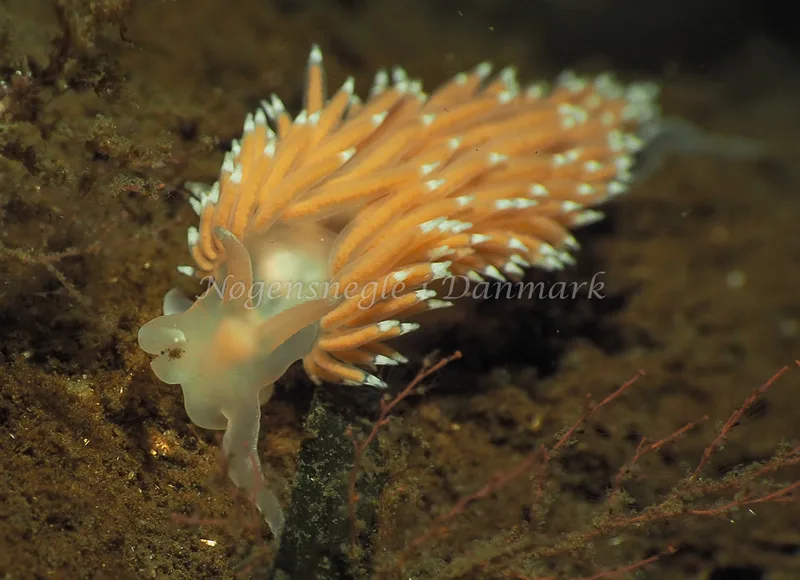 Coryphella verrucosa - Kollund Lillestrand - Foto: Jens Egon Jørgensen