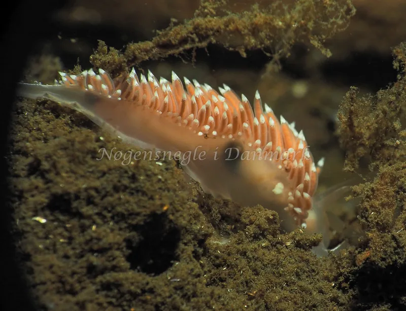 Coryphella verrucosa - Kollund Lillestrand - Foto: Jens Egon Jørgensen