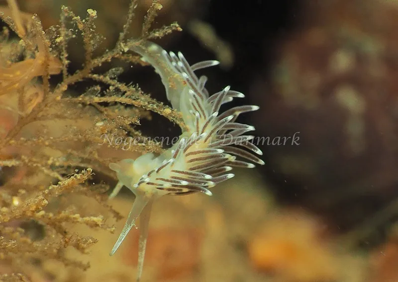 Cuthonella concinna - Ammoniakhavnen - Foto: Jens Egon Jørgensen