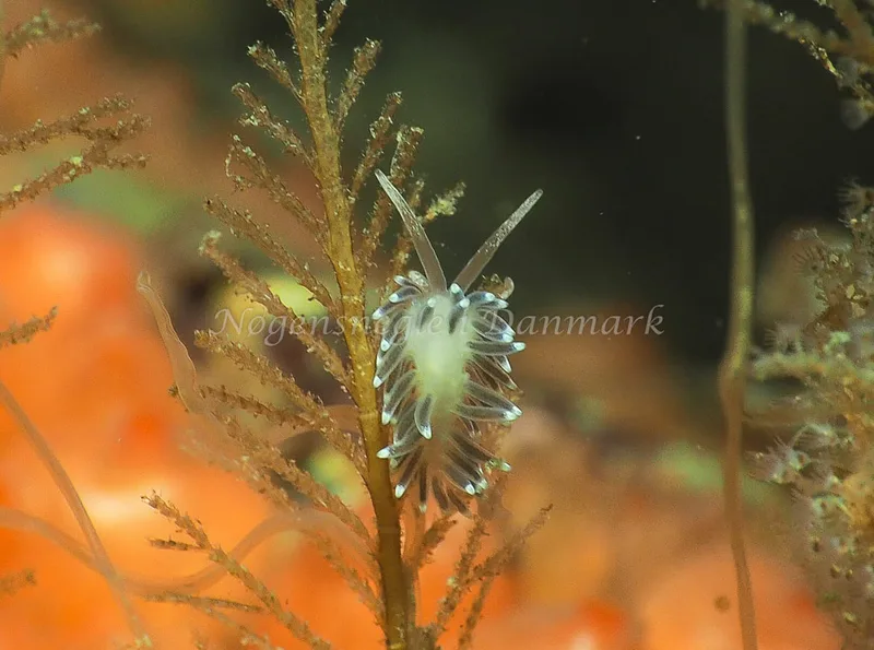 Cuthonella concinna - Ammoniakhavnen - Foto: Jens Egon Jørgensen