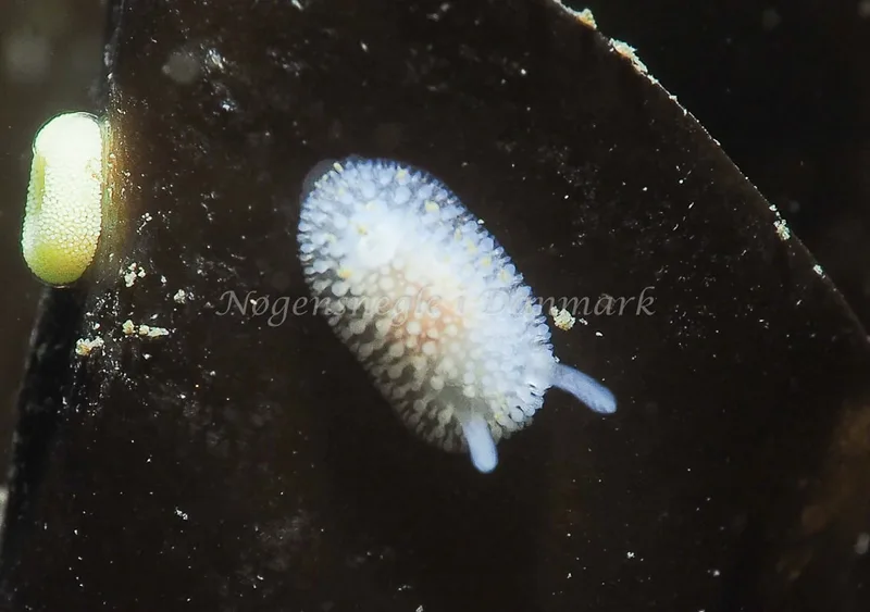​Onchidoris muricata  - Ammoniakhavnen - Foto: Jens Egon Jørgensen