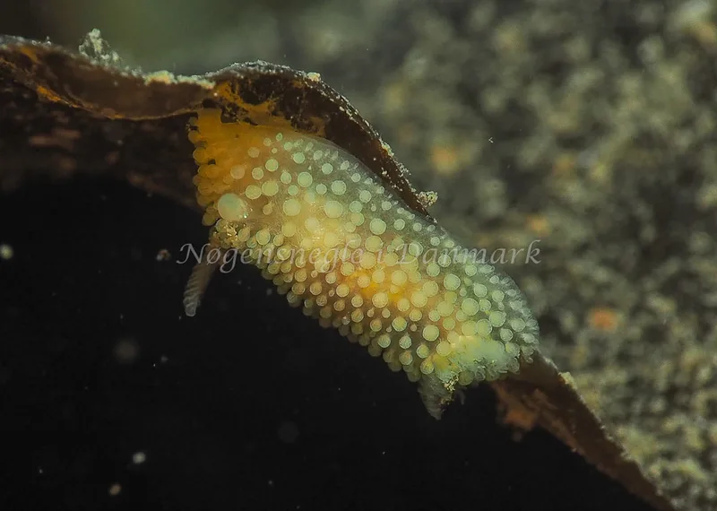 ​Onchidoris muricata  - Ammoniakhavnen - Foto: Jens Egon Jørgensen