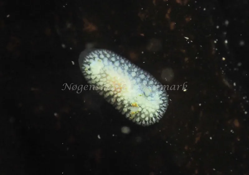 ​Onchidoris muricata  - Ammoniakhavnen - Foto: Jens Egon Jørgensen