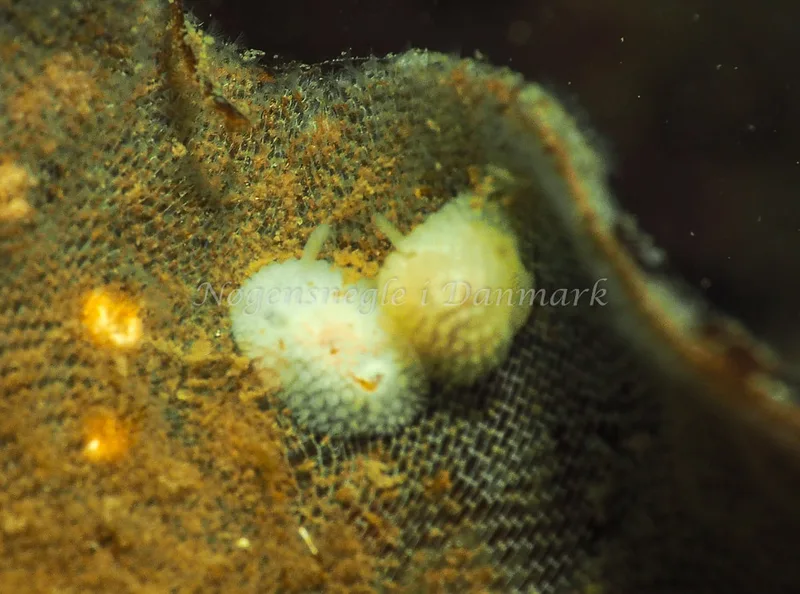 ​Onchidoris muricata  - Ammoniakhavnen - Foto: Jens Egon Jørgensen