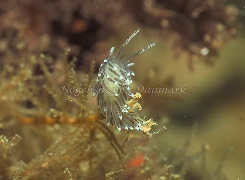 Cuthonella concinna - Ammoniakhavnen - Foto: Jens Egon Jørgensen