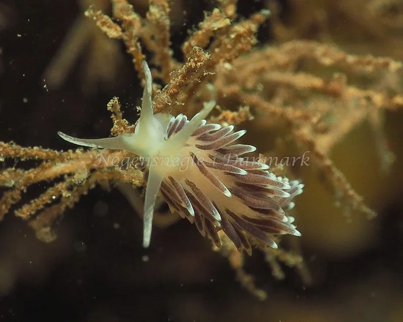 Cuthonella concinna - Ammoniakhavnen - Foto: Jens Egon Jørgensen